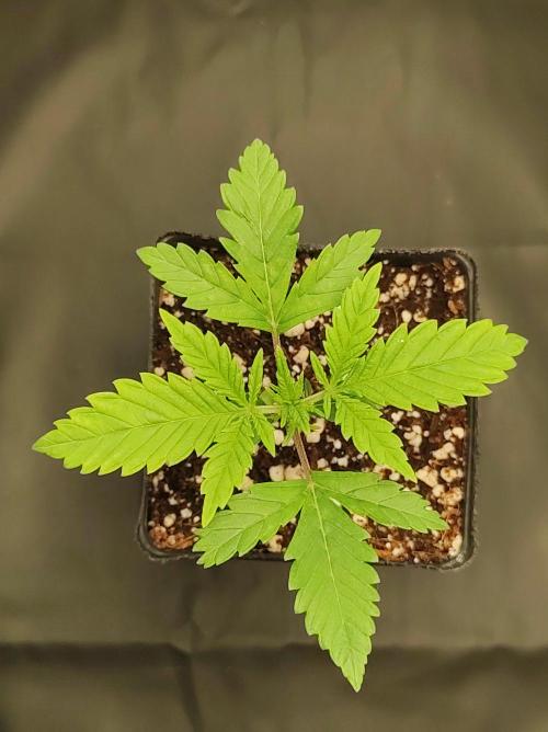 Lambeijax #2. Week 1