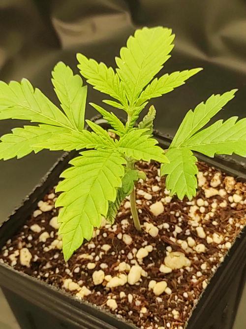 Lambeijax #2. Week 1