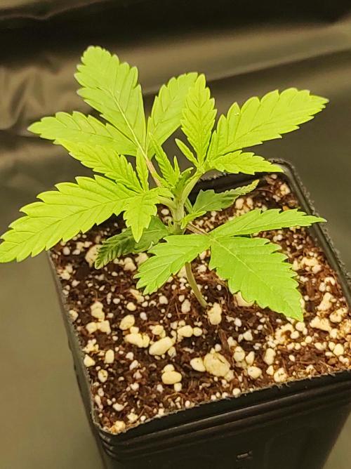 Lambeijax #2. Week 1