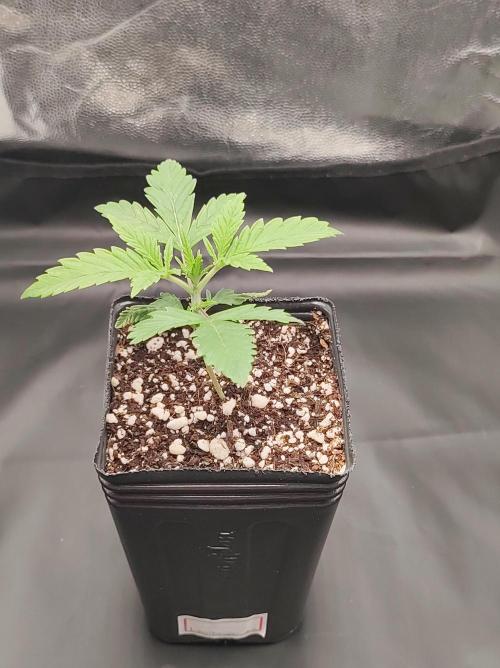 Lambeijax #2. Week 1