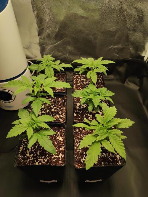 Godness Flower. Week 2