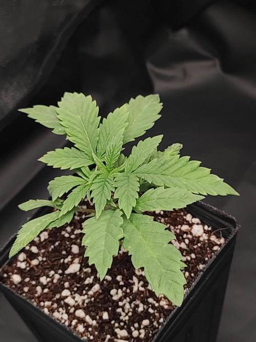 Godness Flower. Week 2