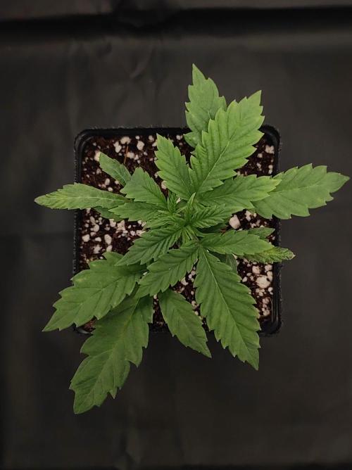 Godness Flower. Week 2