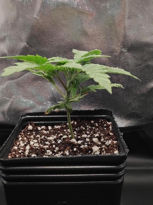 Godness Flower. Week 2