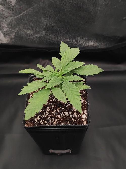 Godness Flower. Week 2