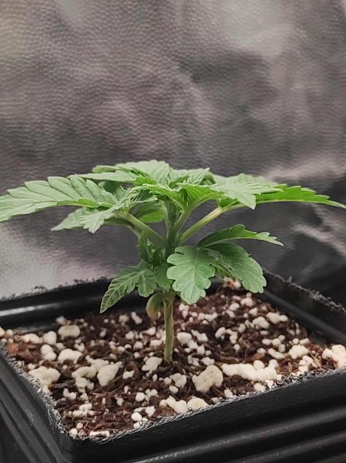 Colombian Gold. Week 2