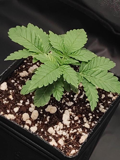 Colombian Gold. Week 2