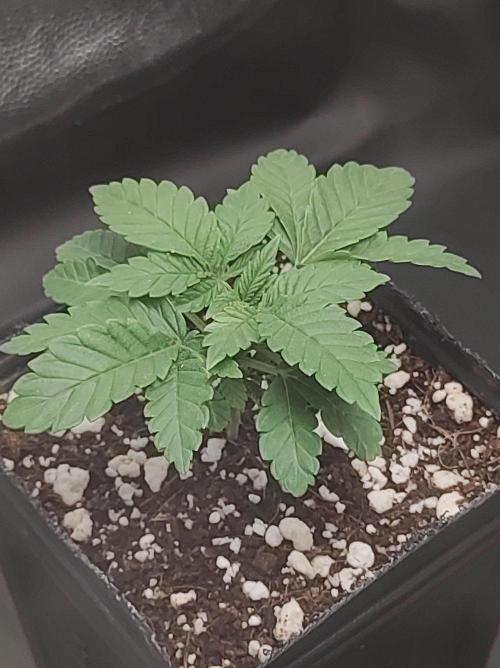 Colombian Gold. Week 2