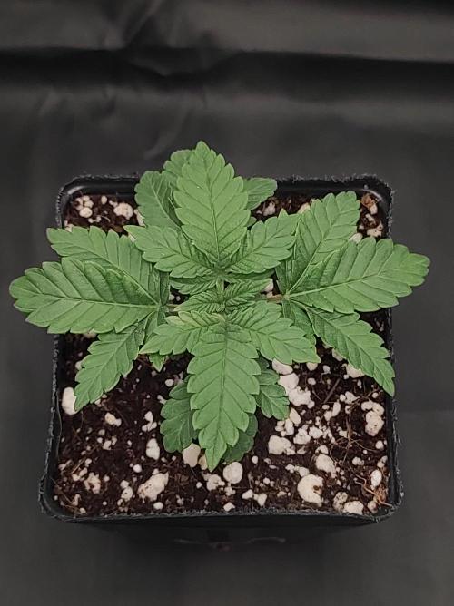 Colombian Gold. Week 2