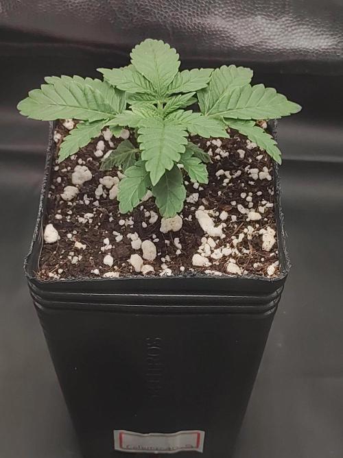 Colombian Gold. Week 2