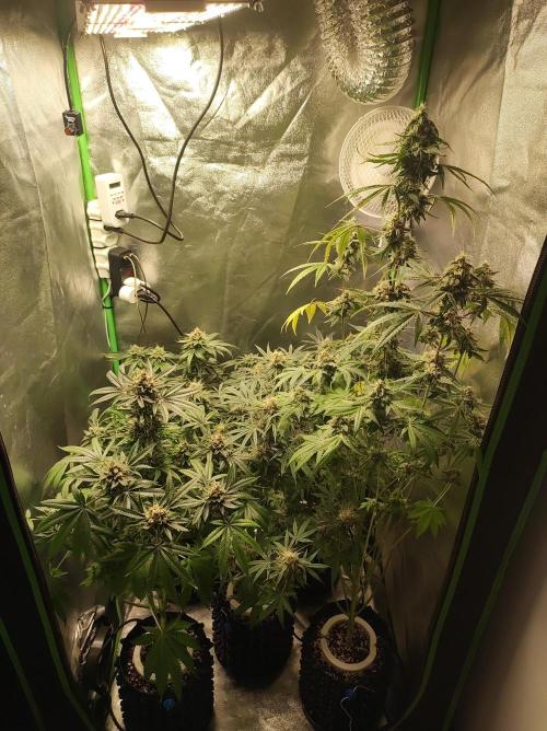 Lambeijax #Santa Maria. Week 10