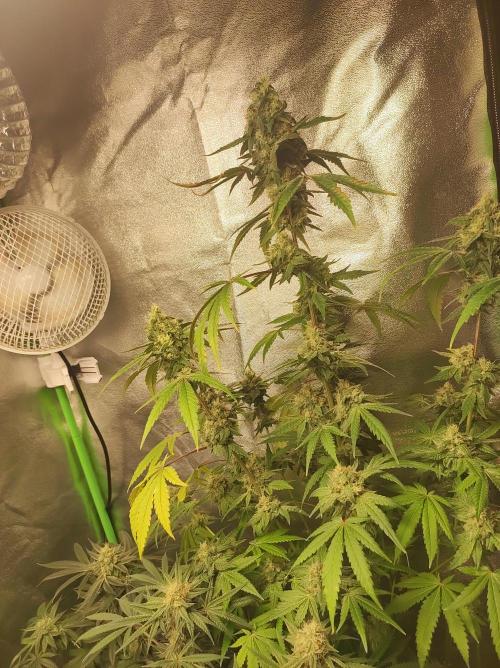 Lambeijax #Santa Maria. Week 10