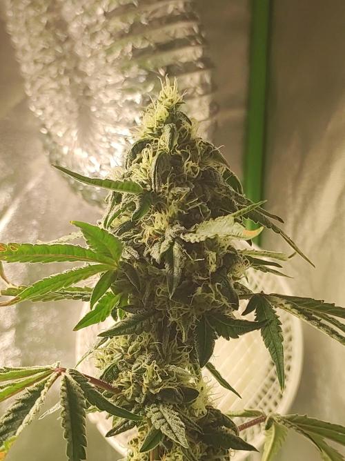 Lambeijax #Santa Maria. Week 10