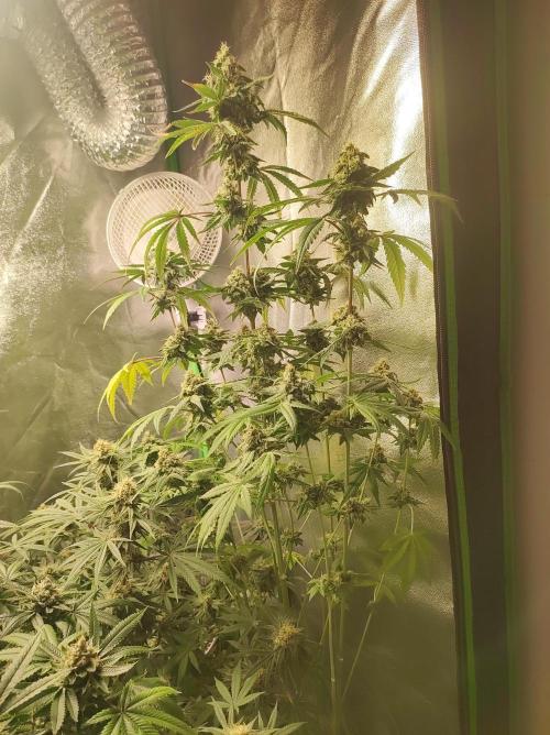 Lambeijax #Santa Maria. Week 10