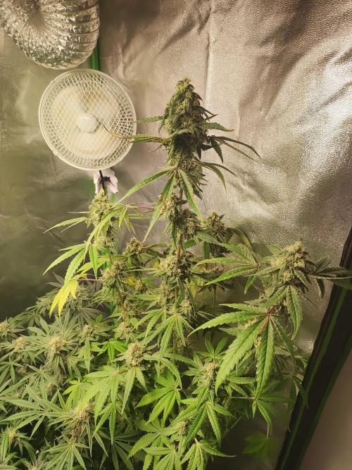 Lambeijax #Santa Maria. Week 10