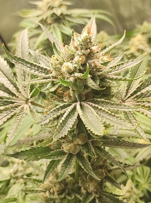 Gelato 41 #2. Week 13