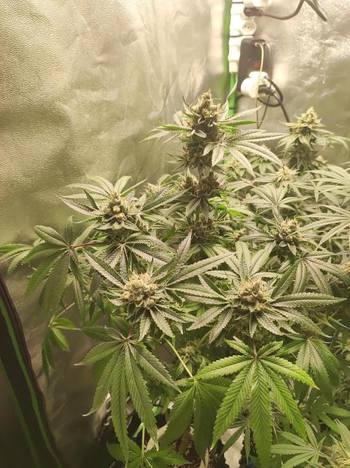 Gelato 41 #2. Week 13