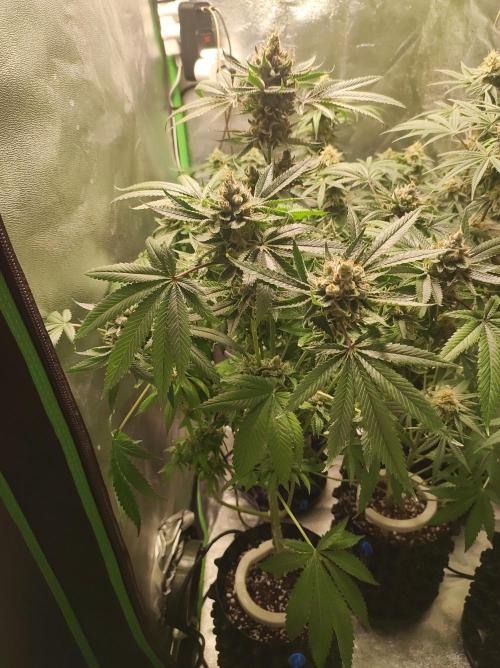 Gelato 41 #2. Week 13