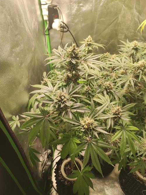 Gelato 41 #2. Week 13