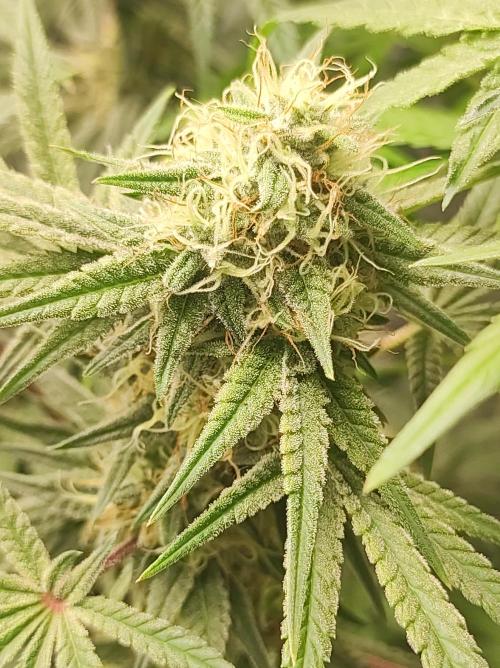 TUTIFRUIT #Santa Maria. Week 10