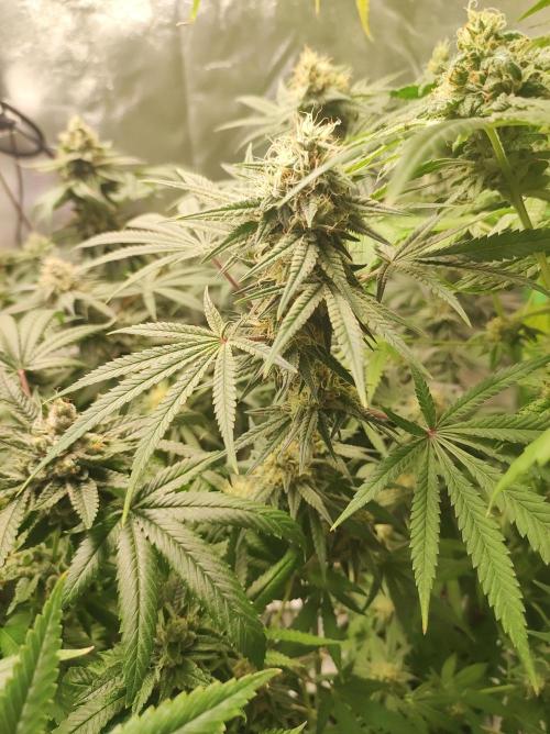 TUTIFRUIT #Santa Maria. Week 10