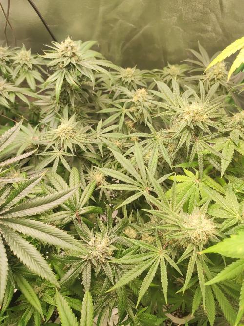 TUTIFRUIT #Santa Maria. Week 10