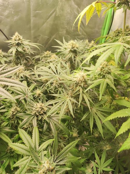 TUTIFRUIT #Santa Maria. Week 10