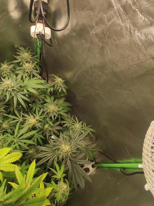 Gelato 41 #4. Week 10