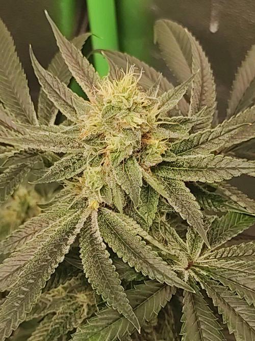 Gelato 41 #4. Week 10