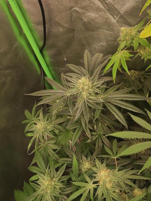 Gelato 41 #4. Week 10