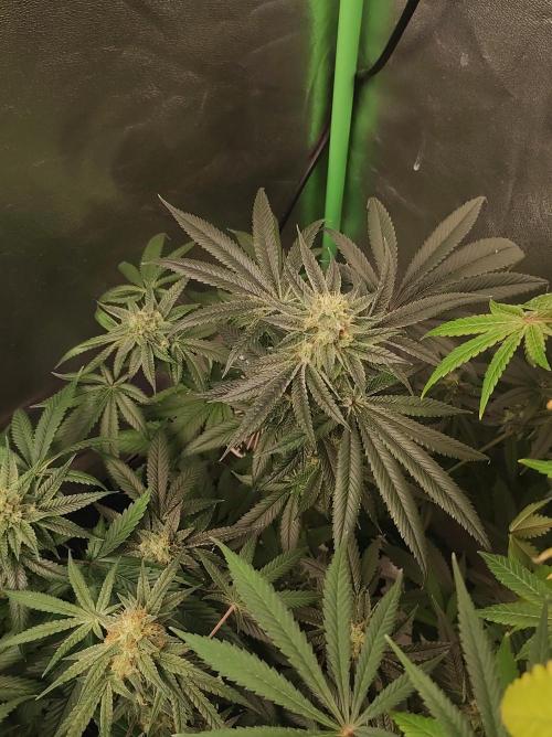 Gelato 41 #4. Week 10