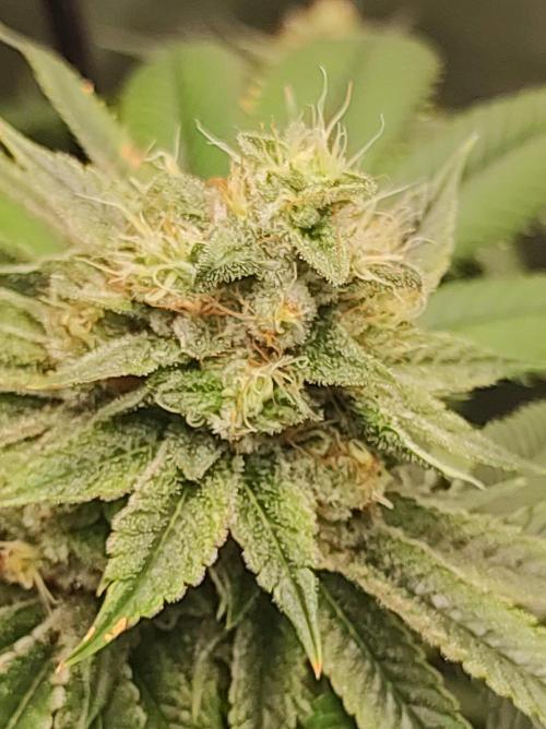 Gelato 41 #3. Week 10