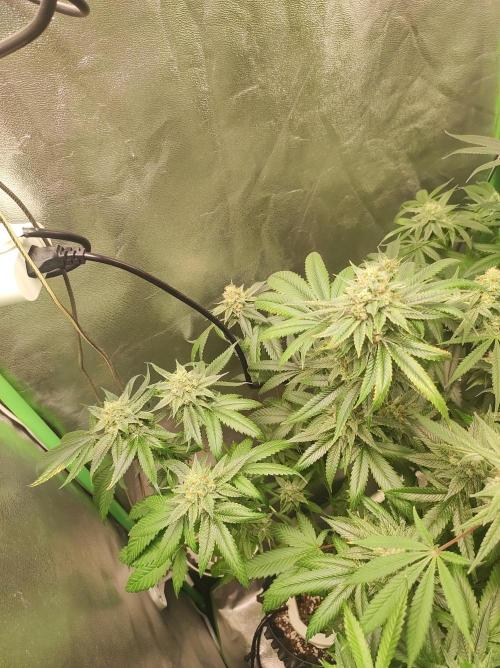 Gelato 41 #3. Week 10