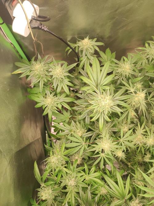 Gelato 41 #3. Week 10