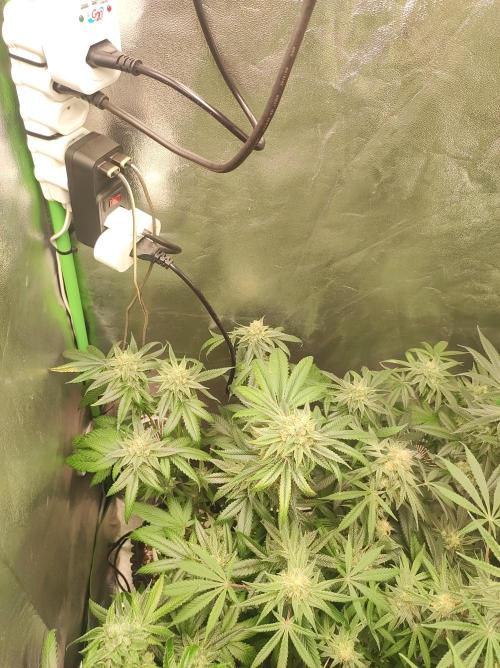 Gelato 41 #3. Week 10