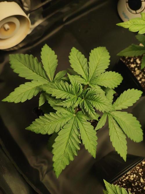 Godness Flower #2. Week 2