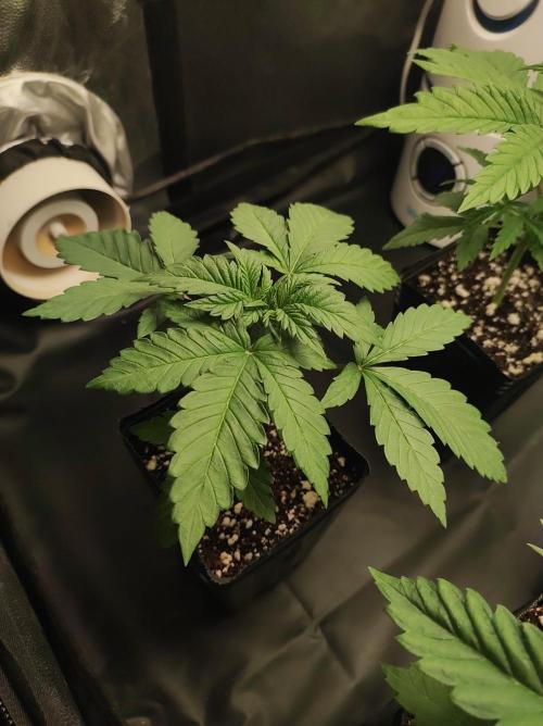 Godness Flower #2. Week 2