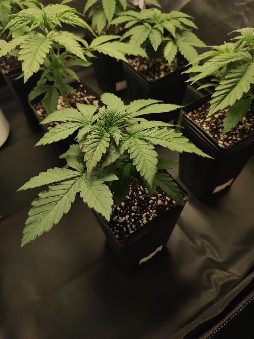 Godness Flower #2. Week 2