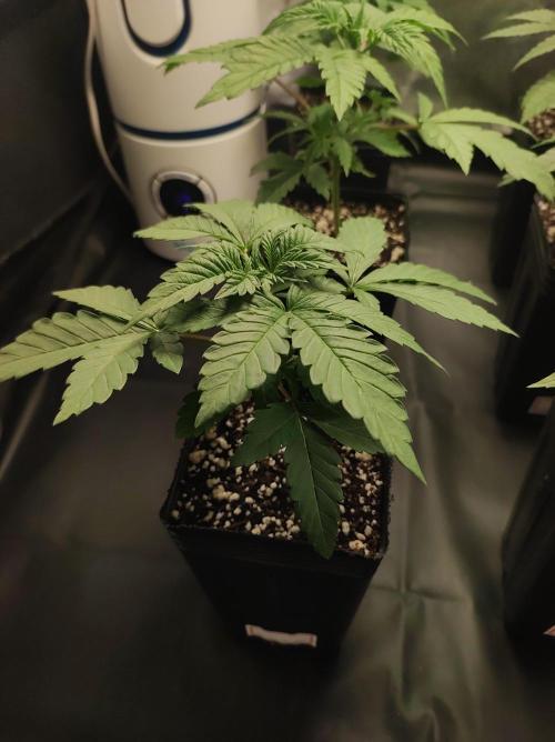 Godness Flower #2. Week 2