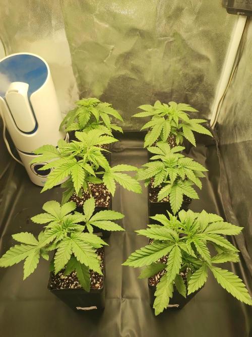 Lambeijax #2. Week 2