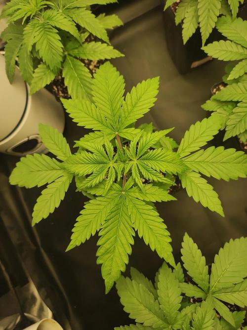 Lambeijax #2. Week 2