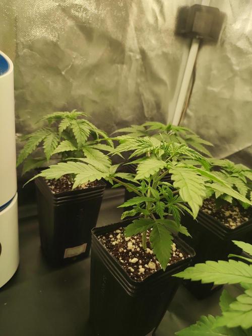 Lambeijax #2. Week 2