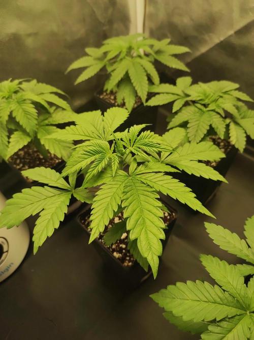 Lambeijax #2. Week 2