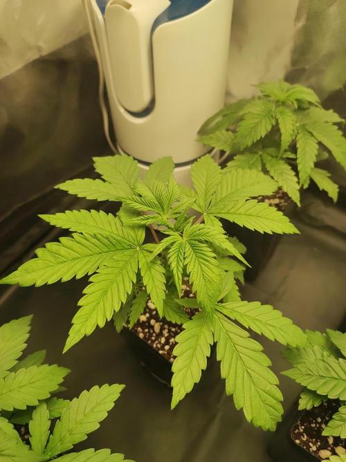 Lambeijax #2. Week 2