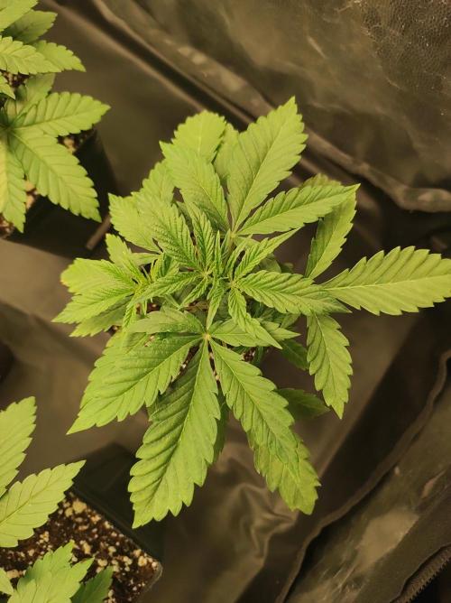 Godness Flower. Week 3