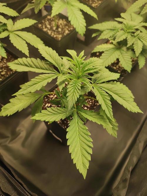 Godness Flower. Week 3