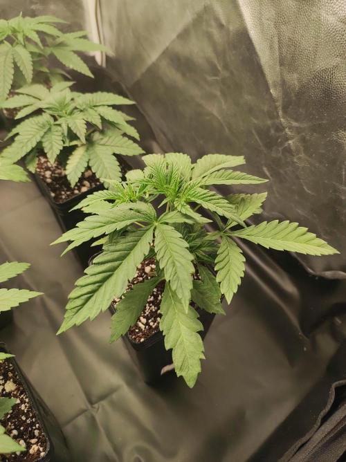 Godness Flower. Week 3