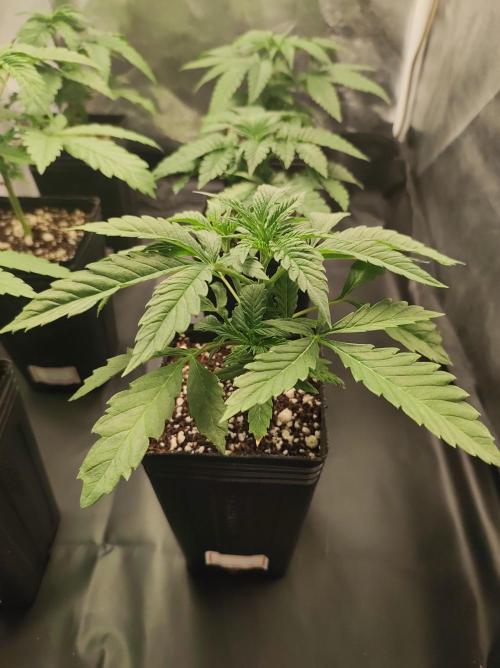 Godness Flower. Week 3