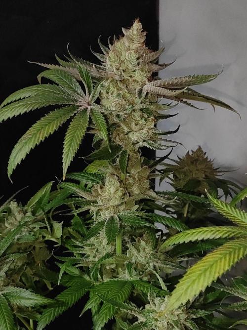 Gelato 41 #2. Week 14