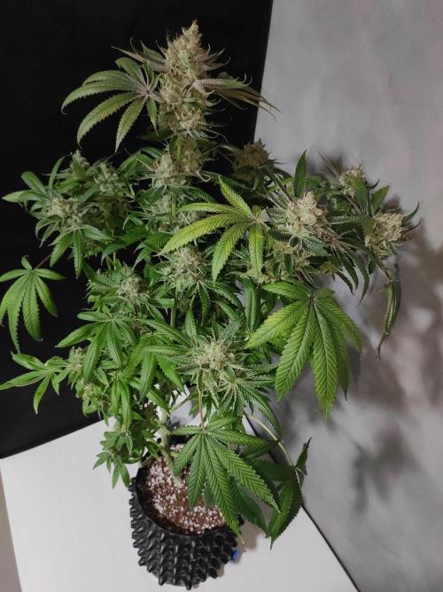 Gelato 41 #2. Week 14